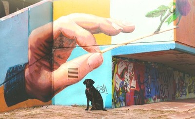 Painting pawprints on my compound wall: What a Doberman taught me about life 